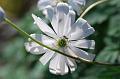 anemone bianco